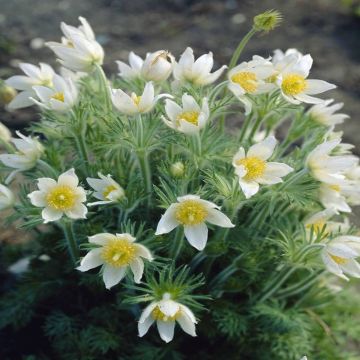 Pulsatilla vulgaris Alba
