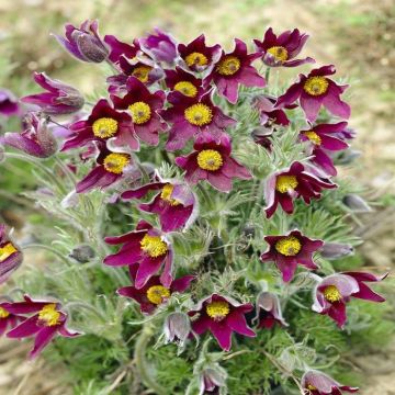 Pulsatilla vulgaris Rubra