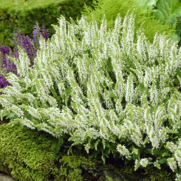 Salvia nemorosa Schneehuegel