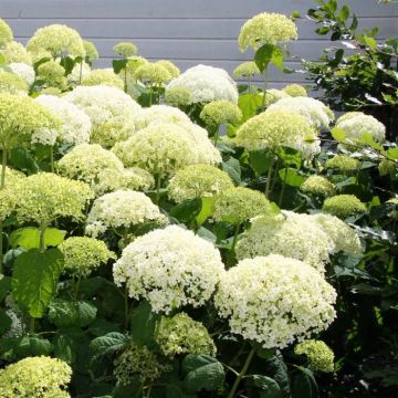 Hydrangea Arborescense Annabelle
