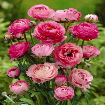 Ranunculus asiaticus pink