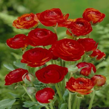 Ranunculus asiaticus Red v1