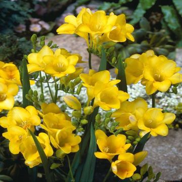 Freesia single Yellow v1