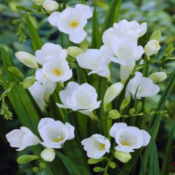 Freesia single White v1