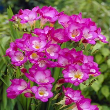 Freesia single Pink