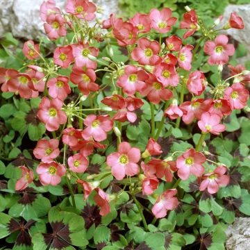Oxalis Iron Cross