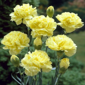 Dianthus caryophyllus Yellow