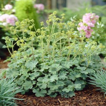 Alchemilla erythropada
