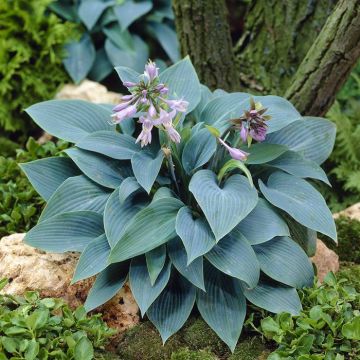 Hosta Halcyon