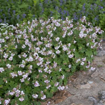 Geranium cantabrigiense Biokovo