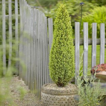 Juniperus communis compressa