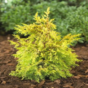 Juniperus communis Gold cone v2