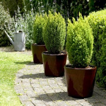 Chamaecyparis lawsoniana Ellwood's Gold