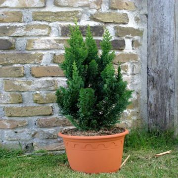 Chamaecyparis lawsoniana Little Spire