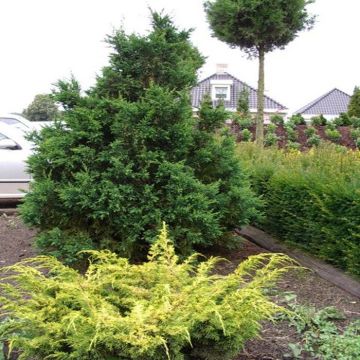 Chamaecyparis obtusa Drath