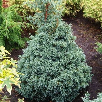 Chamaecyparis pisifera Baby Blue