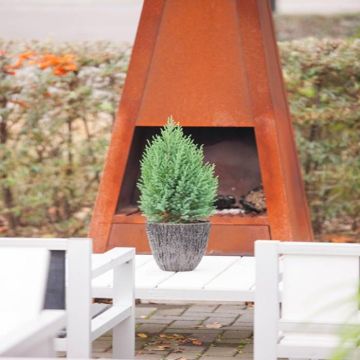 Juniperus chinensis Stricta