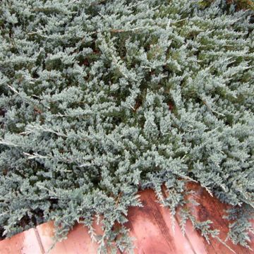 Juniperus horizontalis Blue Chip