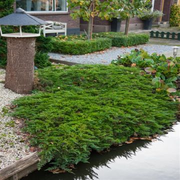 Juniperus horizontalis Prince of Wales
