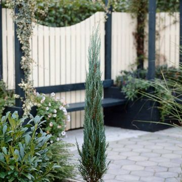 Juniperus scopulorum Blue Arrow