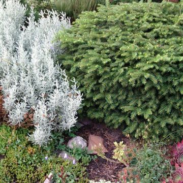 Picea abies Nidiformis