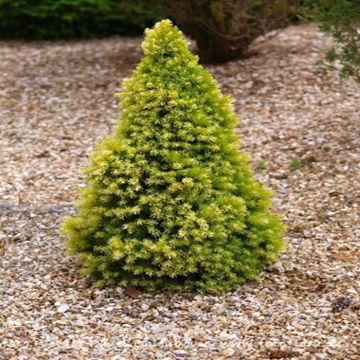Picea glauca J.W. Daisy White