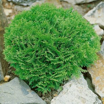 Thuja occidentalis Danica