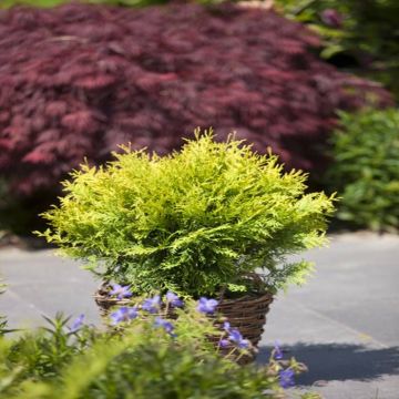 Thuja occidentalis Golden Globe