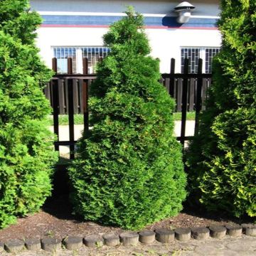 Thuja occidentalis Holmstrup