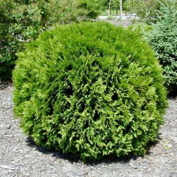Thuja occidentalis Little Giant
