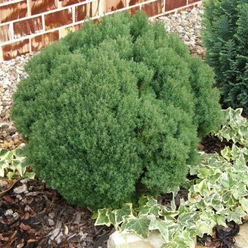 Thuja occidentalis Teddy