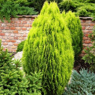 Thuja orientalis Aurea Nana