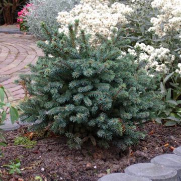 Picea glauca Echiniformis