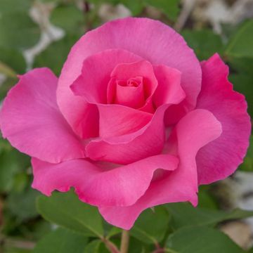 The McCartney Rose - Meizeli