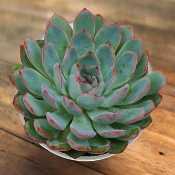 Echeveria 'Apus' 10.5 cm