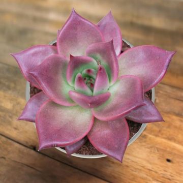 Echeveria taurus