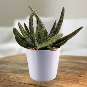 Gasteria verrucosa.jpg