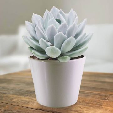 Pachyveria corvus.jpg