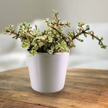 Portulacaria afra variegata 10,5 cm.jpg