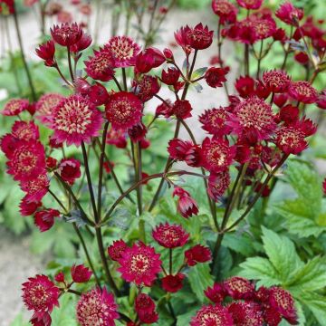 Astrantia Claret Visions