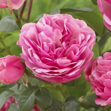 Rosa Leonardo da Vinci