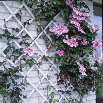 8711338407011 8711338407011