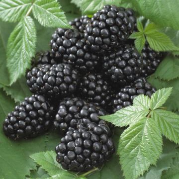 rubus black satin.jpg