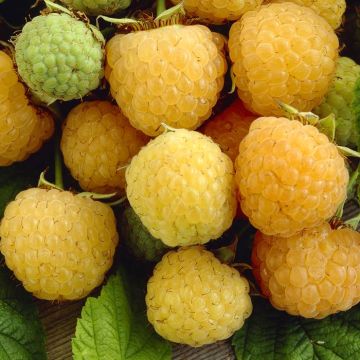 rubus golden everest.jpg