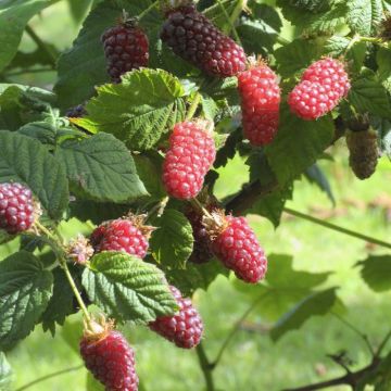 rubus tayberry.jpg