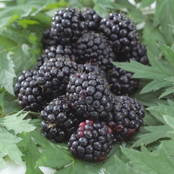 rubus thornless evergreen.jpg