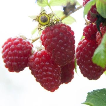 rubus tulameen.jpg Als)