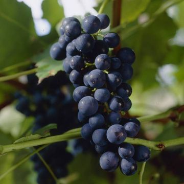 vitis boskoop glory.jpg
