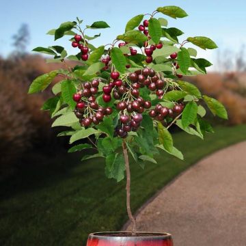 Prunus avium regina.jpg