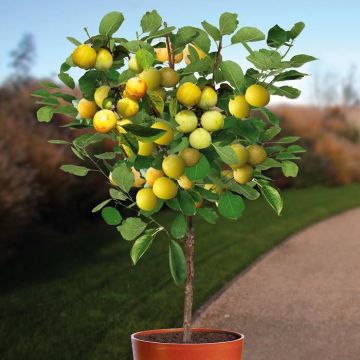 prunus domestica reine claude d'oullins.jpg